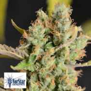 NorStar Genetics Seeds Bogota Breeze